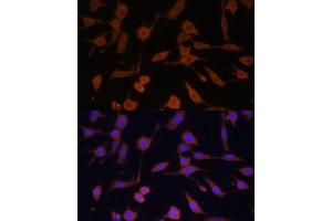 Immunofluorescence analysis of L929 cells using Bax antibody  at dilution of 1:100. (BAX anticorps)