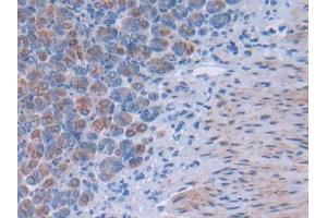 IHC-P analysis of Mouse Stomach Tissue, with DAB staining. (TSKU anticorps  (AA 30-307))