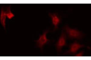 ABIN6268736 staining 293 by IF/ICC.