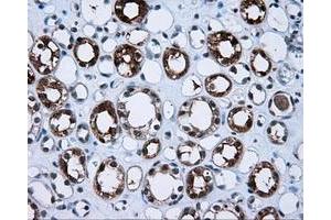 Immunohistochemical staining of paraffin-embedded Kidney tissue using anti-BHMT mouse monoclonal antibody. (BHMT anticorps)