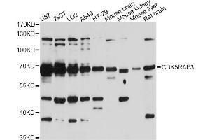Western blot analysis of extracts of various cell lines, using CDK5RAP3 antibody (ABIN6290184) at 1:3000 dilution. (CDK5RAP3 anticorps)