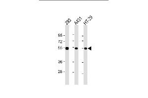 All lanes : Anti-p53 Antibody  at 1:2000 dilution Lane 1: 293 whole cell lysate Lane 2: A431 whole cell lysate Lane 3: HT-29 whole cell lysate Lysates/proteins at 20 μg per lane.