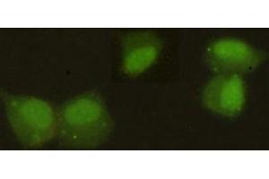 Immunocytochemistry stain of Hela using HP1 alpha mouse mAb (1:300). (CBX5 anticorps)