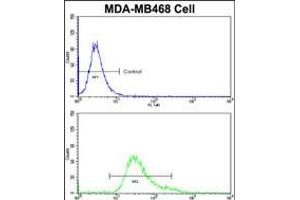 Flow cytometric analysis of MDA-MB468 cells using HSPC142 Antibody (bottom histogram) compared to a negative control cell (top histogram)FITC-conjugated goat-anti-rabbit secondary antibodies were used for the analysis. (BRISC and BRCA1 A Complex Member 1 (BABAM1) (AA 116-143) anticorps)