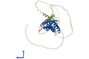 AlphaFold protein structure predicition of Mouse Recombinant Rrp1 Protein, UniprotID P56183