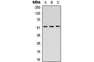 Western blot analysis of PICK1 expression in HEK293T (A), Raw264. (PICK1 anticorps  (C-Term))