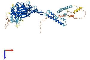 AlphaFold protein structure predicition of Mouse Recombinant Scnn1g Protein, UniprotID Q9WU39