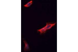 ABIN6266755 staining A549?