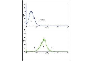 Flow cytometric analysis of k562 cells (bottom histogram) compared to a negative control cell (top histogram). (IL18RAP anticorps  (N-Term))