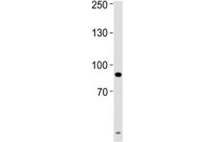 UHRF1 antibody western blot analysis of HeLa lysate. (UHRF1 anticorps  (AA 229-257))