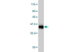 Western Blot detection against Immunogen (36. (THNSL1 anticorps  (AA 151-250))