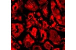 Immunofluorescence (IF) image for anti-SKIP (C-Term) antibody (ABIN1030669) (SKIP (C-Term) anticorps)