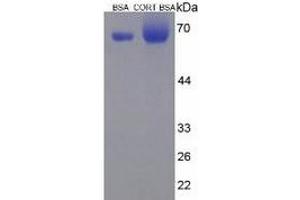 SDS-PAGE of Protein Standard from the Kit (BSA-Cort).