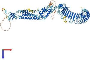 AlphaFold protein structure predicition of Mouse Recombinant Lrrc8c Protein, UniprotID Q8R502