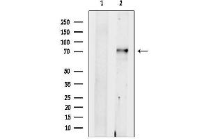 Western blot analysis of lysates from Rat brain, using SLC24 Antibody.