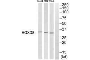 Western blot analysis of extracts from HepG2 cells, K562 cells and HeLa cells, using HOXD8 antibody. (HOXD8 anticorps  (C-Term))