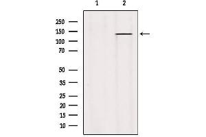Western blot analysis of extracts from Hybridoma cells, using PTPRO Antibody.