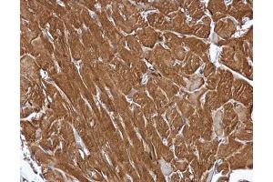 IHC-P Image MIPP antibody [C1C3] detects MIPP protein at cytoplasm in mouse heart by immunohistochemical analysis. (MINPP1 anticorps)