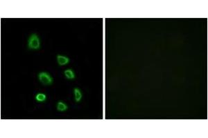 Immunofluorescence (IF) image for anti-Olfactory Receptor, Family 5, Subfamily K, Member 1 (OR5K1) (AA 56-105) antibody (ABIN2891029) (OR5K1 anticorps  (AA 56-105))