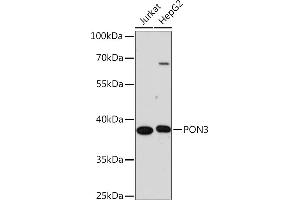 Western blot analysis of extracts of various cell lines, using PON3 Rabbit pAb (ABIN7269174) at 1:1000 dilution. (PON3 anticorps  (AA 250-350))