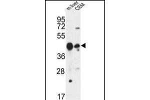 PLA1A Antibody (Center) (ABIN653501 and ABIN2842910) western blot analysis in mouse liver tissue and CEM cell line lysates (35 μg/lane). (PLA1A anticorps  (AA 329-358))