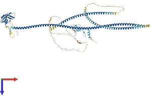 AlphaFold protein structure predicition of Mouse Recombinant Tax1bp1 Protein, UniprotID Q3UKC1