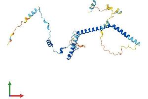 AlphaFold protein structure predicition of Human Recombinant EBNA1BP2 Protein, UniprotID Q99848