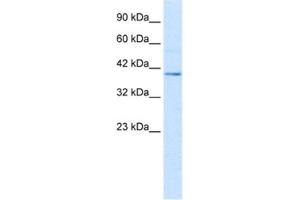 Western Blotting (WB) image for anti-Nucleobindin 2 (NUCB2) antibody (ABIN2461367) (NUCB2 anticorps)