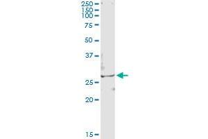 Immunoprecipitation of TSSK3 transfected lysate using anti-TSSK3 monoclonal antibody and Protein A Magnetic Bead , and immunoblotted with TSSK3 MaxPab rabbit polyclonal antibody.