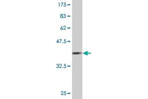 Western Blot detection against Immunogen (36. (PCDHA7 anticorps  (AA 143-241))