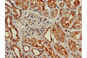 Immunohistochemistry of paraffin-embedded human kidney tissue using ABIN7154672 at dilution of 1:100 (GNG4 anticorps  (AA 1-72))