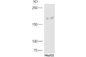 Human HepG2 probed with Rabbit Anti-FYCO1 Polyclonal Antibody, Unconjugated (ABIN1714617) at 1:300 overnight at 4 °C. (FYCO1 anticorps  (AA 1051-1150))