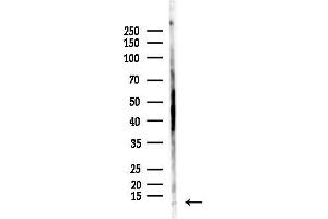 anti-Cytochrome C Oxidase Subunit VIIb (COX7B) (Internal Region) antibody