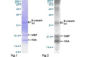 Western Blotting (WB) image for Aurora Kinase A (AURKA) (AA 1-403) protein (GST tag) (ABIN1346206)