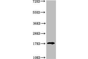 Western Blot Positive WB detected in: HEK293 whole cell lysate All lanes: LGALS14 antibody at 3. (LGALS14 anticorps  (AA 31-139))