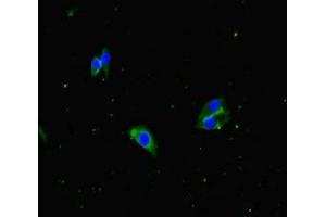 Immunofluorescent analysis of Hela cells using ABIN7153559 at dilution of 1:100 and Alexa Fluor 488-congugated AffiniPure Goat Anti-Rabbit IgG(H+L)