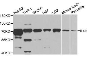 Western blot analysis of extracts of various cell lines, using IL4I1 antibody. (IL4I1 anticorps)