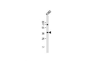 Western Blot at 1:1000 dilution + K562 whole cell lysate Lysates/proteins at 20 ug per lane.