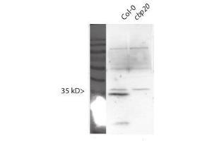 Western Blotting (WB) image for anti-Nuclear Cap Binding Protein Subunit 2 (NCBP2) antibody (ABIN1720790) (NCBP2 anticorps)