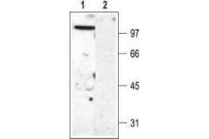 Western blot analysis of rat brain membranes: - 1. (KCNC2 anticorps  (Intracellular, N-Term))