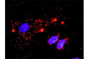 Proximity Ligation Analysis of protein-protein interactions between RPS6KA3 and MAPK1.