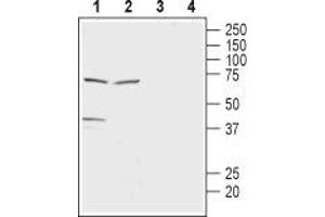Western blot analysis of rat brain lysate (lanes 1 and 3) and rat testis membranes (lanes 2 and 4): - 1,2. (SLC16A7 anticorps  (C-Term, Intracellular))