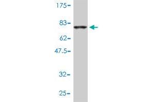 Western Blot detection against Immunogen (72.
