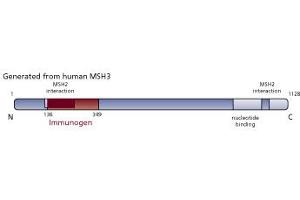 Image no. 3 for anti-MutS Homolog 3 (MSH3) (AA 136-349) antibody (ABIN968513) (MSH3 anticorps  (AA 136-349))