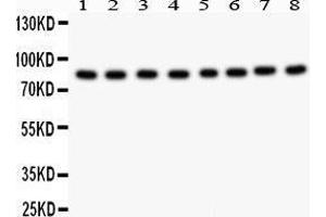 Western Blotting (WB) image for anti-B-Raf proto-oncogene, serine/threonine kinase (BRAF) (AA 38-230) antibody (ABIN3043761) (BRAF anticorps  (AA 38-230))