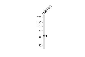 Western blot analysis of lysate from U-251 MG cell line, using PHF17 Antibody at 1:1000 at each lane. (PHF17 anticorps  (N-Term))