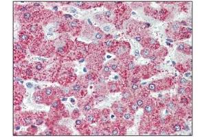 Immunohistochemistry: TAOK1 antibody staining of Formalin-Fixed, Paraffin-Embedded Human Liver. (TAO Kinase 1 (TAOK1) (C-Term) anticorps)