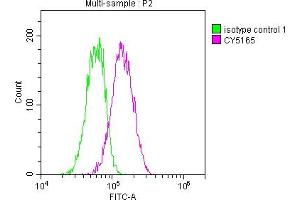 Overlay histogram showing Hela cells stained with ABIN7127825 (red line) at 1:50.
