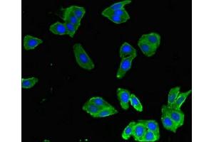 Immunofluorescent analysis of HepG2 cells using ABIN7161490 at dilution of 1:100 and Alexa Fluor 488-congugated AffiniPure Goat Anti-Rabbit IgG(H+L)