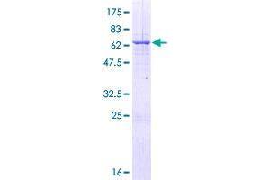 Image no. 1 for RALY RNA Binding Protein-Like (RALYL) (AA 1-291) protein (GST tag) (ABIN1317361)